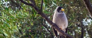 endangered bird