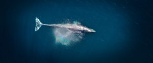 whale in ocean