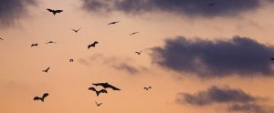 bats in the sky