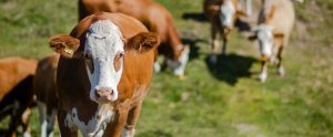 cows on hillside
