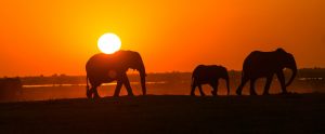 elephants with sunset