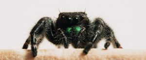 spider closeup