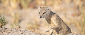 mongoose