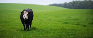 cow in a pasture