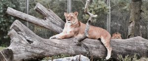 lioness in cage