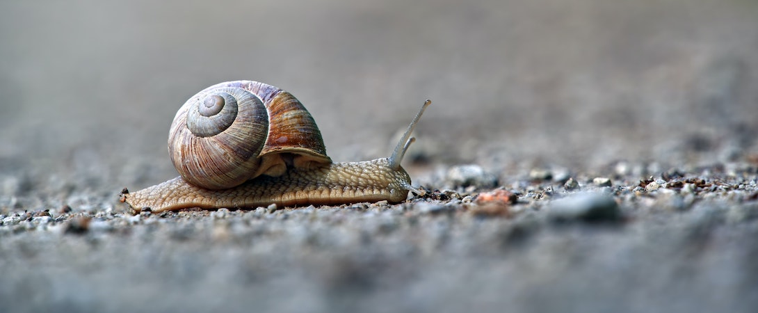 Can A Snail Suffer? - Faunalytics