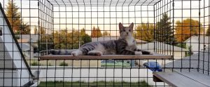 catio cat sunrise