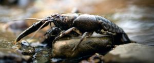 crayfish on rocks