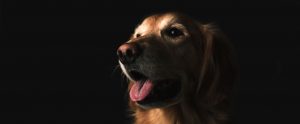 lab panting