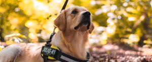 service dog