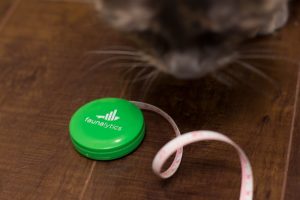 Cat sniffing a measuring tape