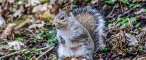 gray squirrel