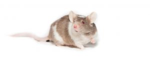 laboratory mouse
