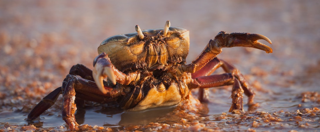 crab on beach