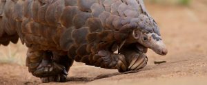 pangolin portrait