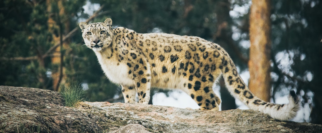 big cat in zoo