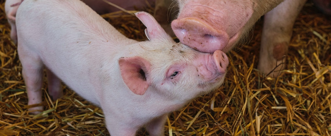 pig social interaction