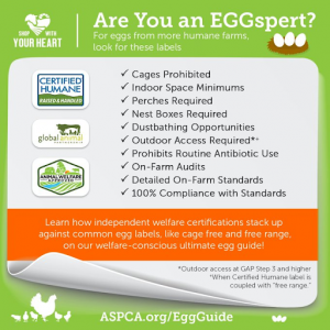 An infographic on the meaning of different welfare labels for egg-laying hens to depict the educational information about welfare label condition for eggs