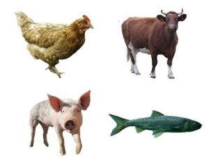 images of a chicken, cow, pig, and fish to depict the control condition for a mix of farmed animals