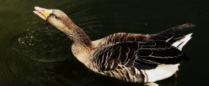 bean-goose
