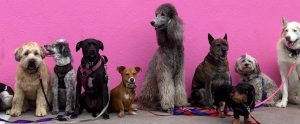 dogs-pink-background