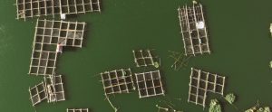 fish farm green water