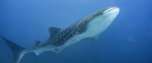 whale shark