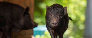 cruz the pig