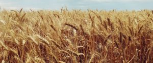 wheat-field