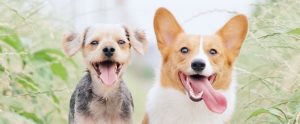 dog-friends