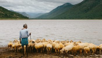 herding-goats-india