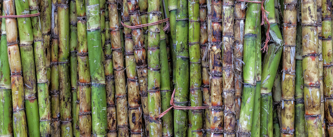 How Sugarcane Production Harms Wild Animals - Faunalytics