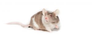 mouse-white-background
