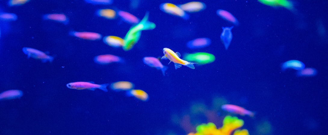 https://faunalytics.org/wp-content/uploads/2022/08/multicolored-fishes.jpg