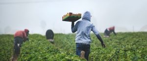 field-laborers