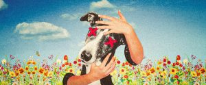 greyhound cover image