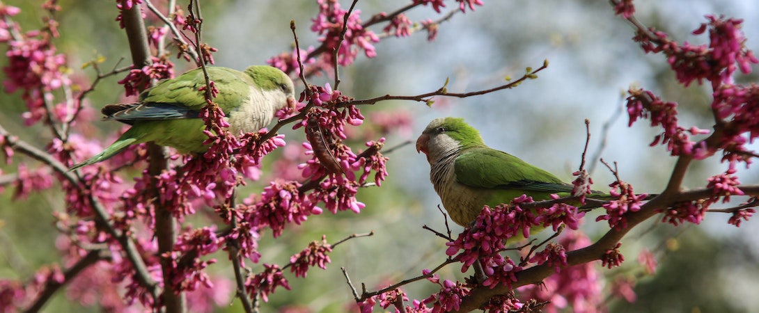 monk-parakeets-on-pink-tree