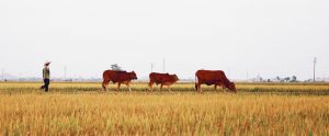 row-of-cows-in-field