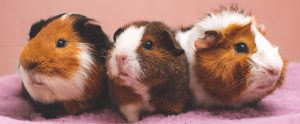 three-guinea-pigs