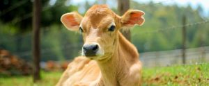 calf-lying-down
