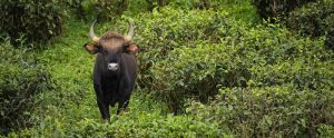 gaur-in-nature