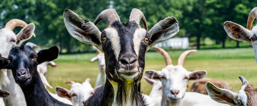 goats-in-a-pic