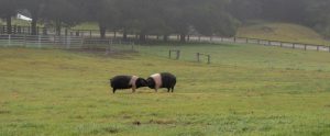 pigs touching heads