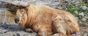 resting-takin