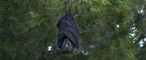 bat-hanging-from-tree