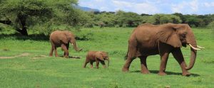 elephant-family-bright-green-background