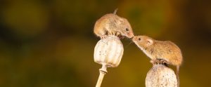 mice-on-plants