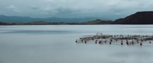 overcast-fish-farm