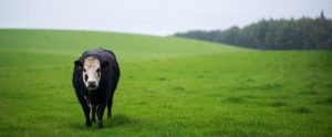 scottish-farm