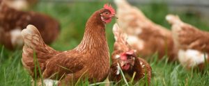 two-adorable-chickens